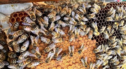 Bienen
