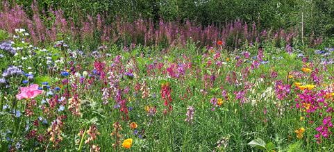 Blomsteräng