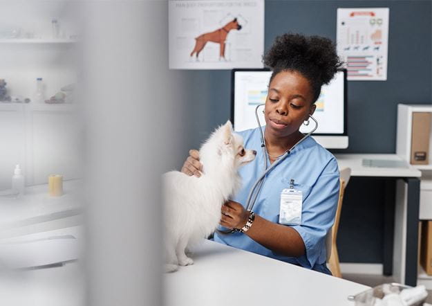 Veterinarian looking after animal healthcare